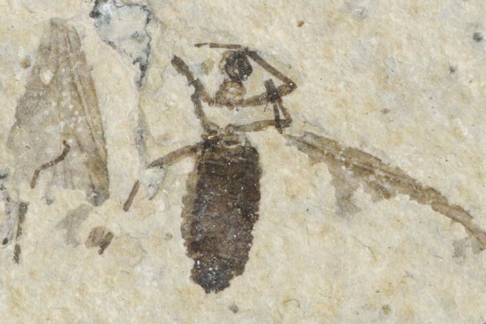 Fossil March Fly (Plecia) - Green River Formation #154512